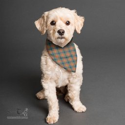 Scottish Wilson Ancient Clan Tartan Pets Scarf Pet Dog Bandana
