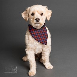 Scottish Brown Modern Clan Tartan Pets Scarf Pet Dog Bandana