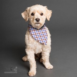 Scottish Boswell Modern Clan Tartan Pets Scarf Pet Dog Bandana
