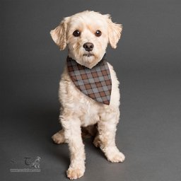 Scottish Cameron of Erracht Weathered Clan Tartan Pets Scarf Pet Dog Bandana