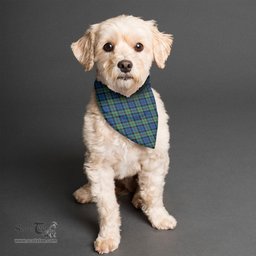 Scottish Baird Ancient Clan Tartan Pets Scarf Pet Dog Bandana