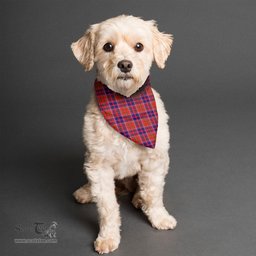 Scottish Cameron of Lochiel Modern Clan Tartan Pets Scarf Pet Dog Bandana