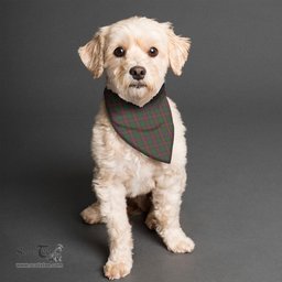 Scottish Cairns Clan Tartan Pets Scarf Pet Dog Bandana