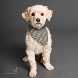 Scottish Burns Check Clan Tartan Pets Scarf Pet Dog Bandana