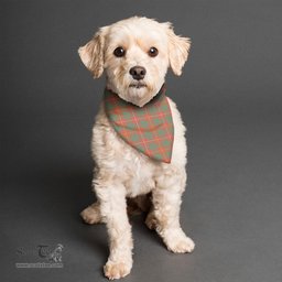 Scottish Bruce Ancient Clan Tartan Pets Scarf Pet Dog Bandana