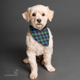 Scottish Guthrie Ancient Clan Tartan Pets Scarf Pet Dog Bandana