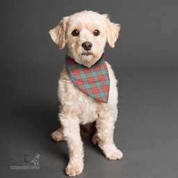 Scottish Dunbar Ancient Clan Tartan Pets Scarf Pet Dog Bandana