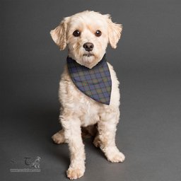 Scottish Fletcher of Dunans Clan Tartan Pets Scarf Pet Dog Bandana