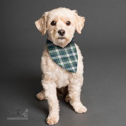 Scottish Gordon Dress Ancient Clan Tartan Pets Scarf Pet Dog Bandana