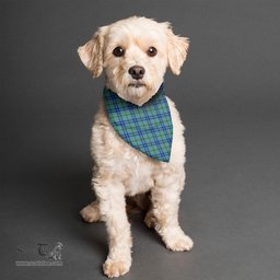 Scottish Falconer Clan Tartan Pets Scarf Pet Dog Bandana