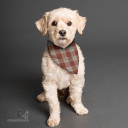 Scottish Davidson Dress Dancers Clan Tartan Pets Scarf Pet Dog Bandana