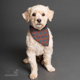 Scottish Fraser Ancient Clan Tartan Pets Scarf Pet Dog Bandana