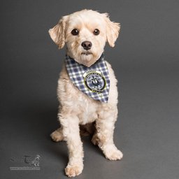 Scottish Hannay Modern Clan Crest Tartan Pets Scarf Pet Dog Bandana