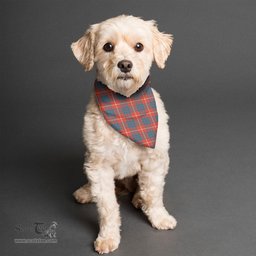 Scottish Hamilton Ancient Clan Tartan Pets Scarf Pet Dog Bandana