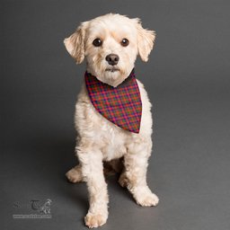 Scottish Gow Modern Clan Tartan Pets Scarf Pet Dog Bandana