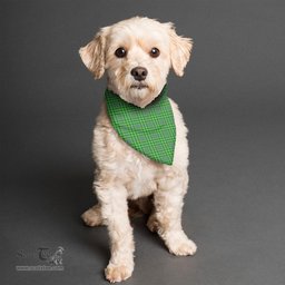 Scottish Currie Clan Tartan Pets Scarf Pet Dog Bandana