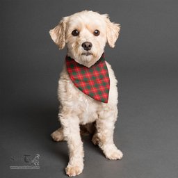 Scottish Chisholm Modern Clan Tartan Pets Scarf Pet Dog Bandana