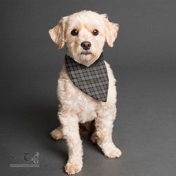 Scottish MacKay Weathered Clan Tartan Pets Scarf Pet Dog Bandana