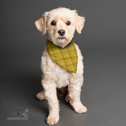 Scottish Houston Clan Tartan Pets Scarf Pet Dog Bandana