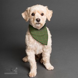 Scottish MacKinnon Hunting Modern Clan Tartan Pets Scarf Pet Dog Bandana