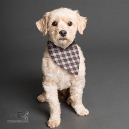 Scottish MacDuff Dress Modern Clan Tartan Pets Scarf Pet Dog Bandana