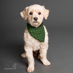 Scottish Kincaid Modern Clan Tartan Pets Scarf Pet Dog Bandana