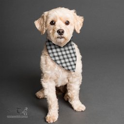 Scottish MacFarlane Black White Ancient Clan Tartan Pets Scarf Pet Dog Bandana