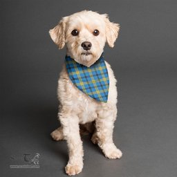 Scottish Laing Clan Tartan Pets Scarf Pet Dog Bandana