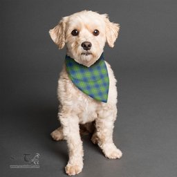 Scottish Johnston Ancient Clan Tartan Pets Scarf Pet Dog Bandana