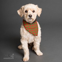 Scottish Leask Clan Tartan Pets Scarf Pet Dog Bandana