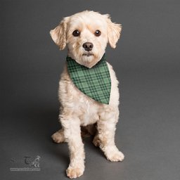 Scottish MacDonald Lord of the Isles Hunting Clan Tartan Pets Scarf Pet Dog Bandana