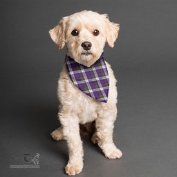 Scottish MacDonald Dress Modern Clan Tartan Pets Scarf Pet Dog Bandana