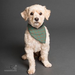 Scottish MacKintosh Hunting Ancient Clan Tartan Pets Scarf Pet Dog Bandana