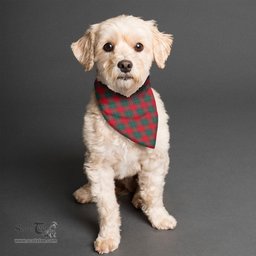 Scottish MacPhail Clan Clan Tartan Pets Scarf Pet Dog Bandana