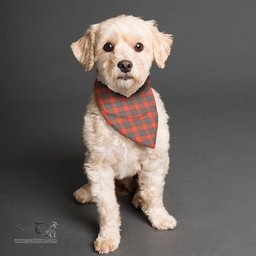 Scottish MacNab Ancient Clan Tartan Pets Scarf Pet Dog Bandana