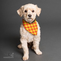 Scottish MacMillan Clan Clan Tartan Pets Scarf Pet Dog Bandana