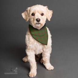 Scottish Maxwell Hunting Clan Tartan Pets Scarf Pet Dog Bandana