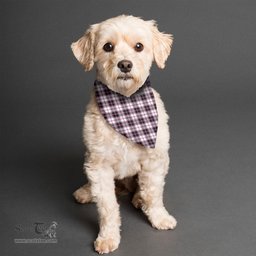 Scottish MacPherson Hunting Modern Clan Tartan Pets Scarf Pet Dog Bandana