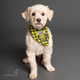 Scottish MacLeod of Lewis Modern Clan Crest Tartan Pets Scarf Pet Dog Bandana