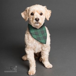 Scottish MacLean Hunting Ancient Clan Tartan Pets Scarf Pet Dog Bandana