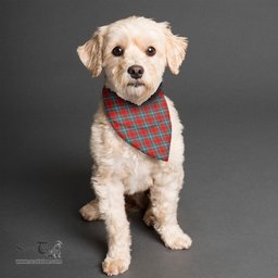 Scottish MacLeay Clan Tartan Pets Scarf Pet Dog Bandana
