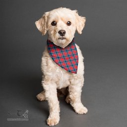 Scottish MacTavish Modern Clan Tartan Pets Scarf Pet Dog Bandana