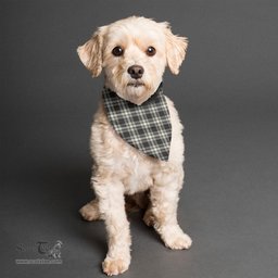 Scottish Menzies Black White Ancient Clan Tartan Pets Scarf Pet Dog Bandana