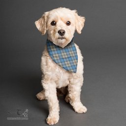 Scottish Napier Ancient Clan Tartan Pets Scarf Pet Dog Bandana
