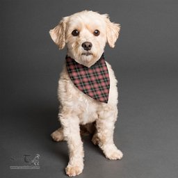 Scottish Norwegian Night Clan Tartan Pets Scarf Pet Dog Bandana