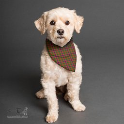 Scottish Nithsdale District Clan Tartan Pets Scarf Pet Dog Bandana