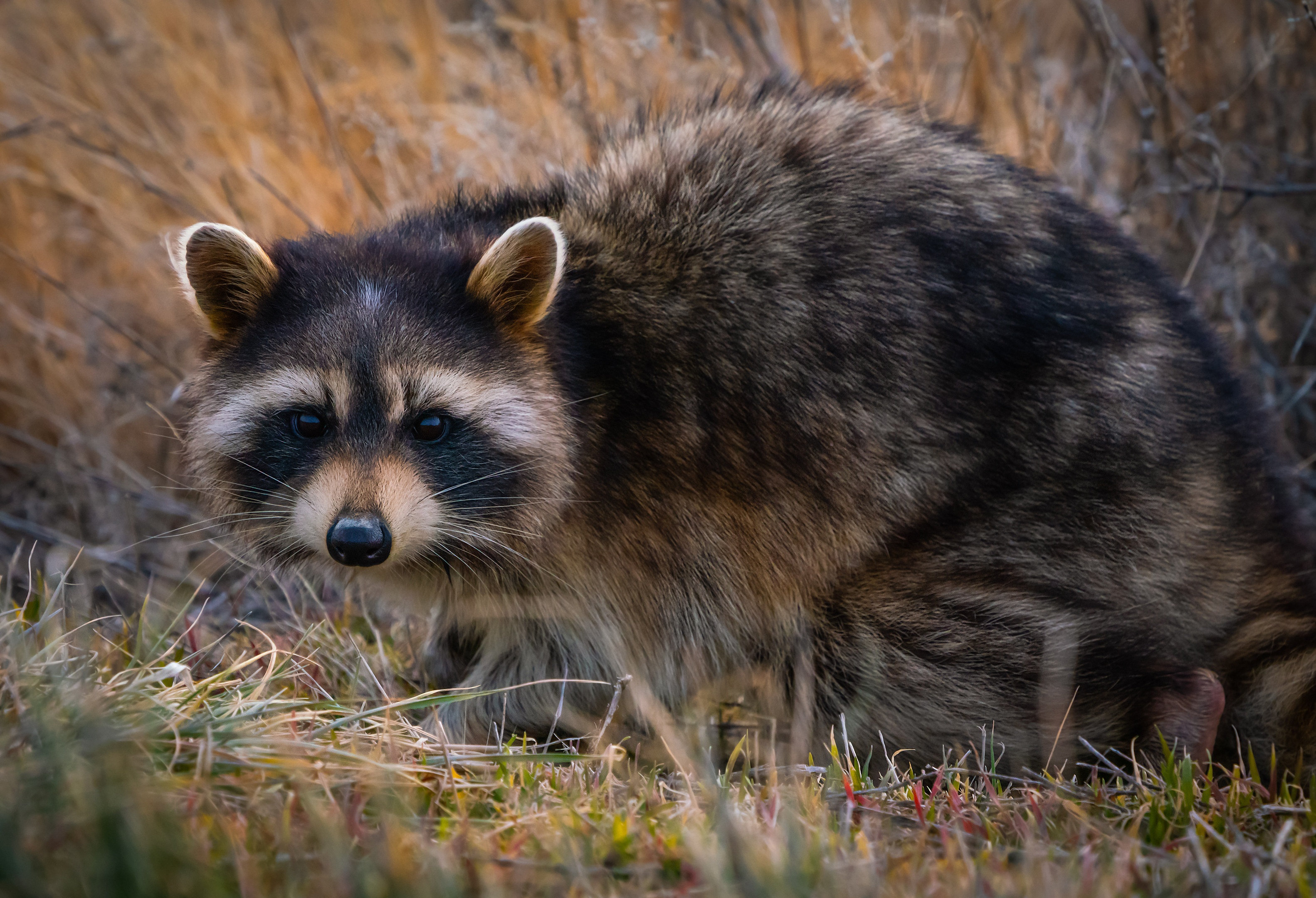 Raccoon Gift - JaaraShop
