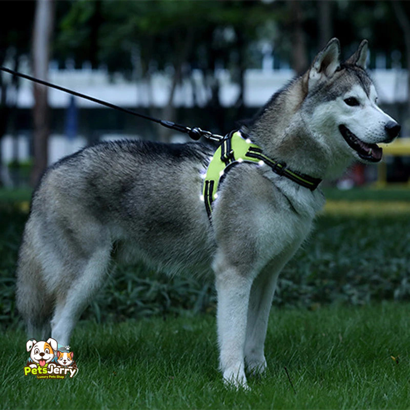 Rechargeable LED Harness for Pets | LED dog harness