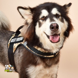 Dog Harness Reflective Dog Collar Personalized
