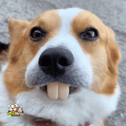 Fun Pet Denture Toys | Funny Dog Toys | PetsJerry